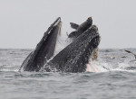 Американец сфотографировал бегство морского льва из пасти горбатого кита