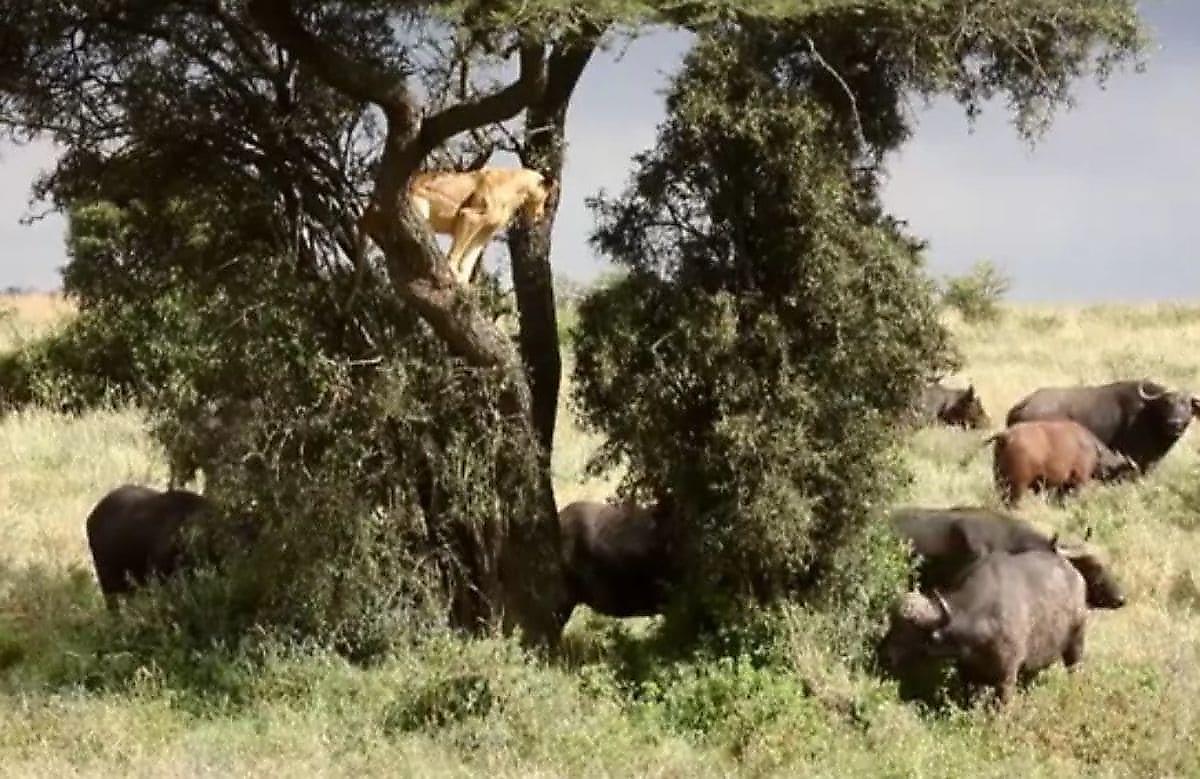 Буйволы загнали на дерево львицу, охотившуюся на них в Кении