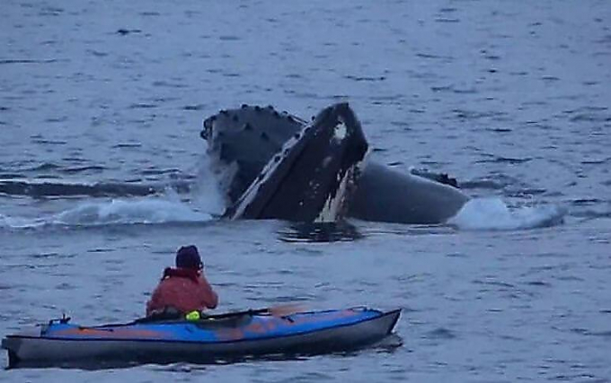 Горбатые киты проигнорировали наглую туристку, подплывшую к ним на лодке у побережья Норвегии (Видео)