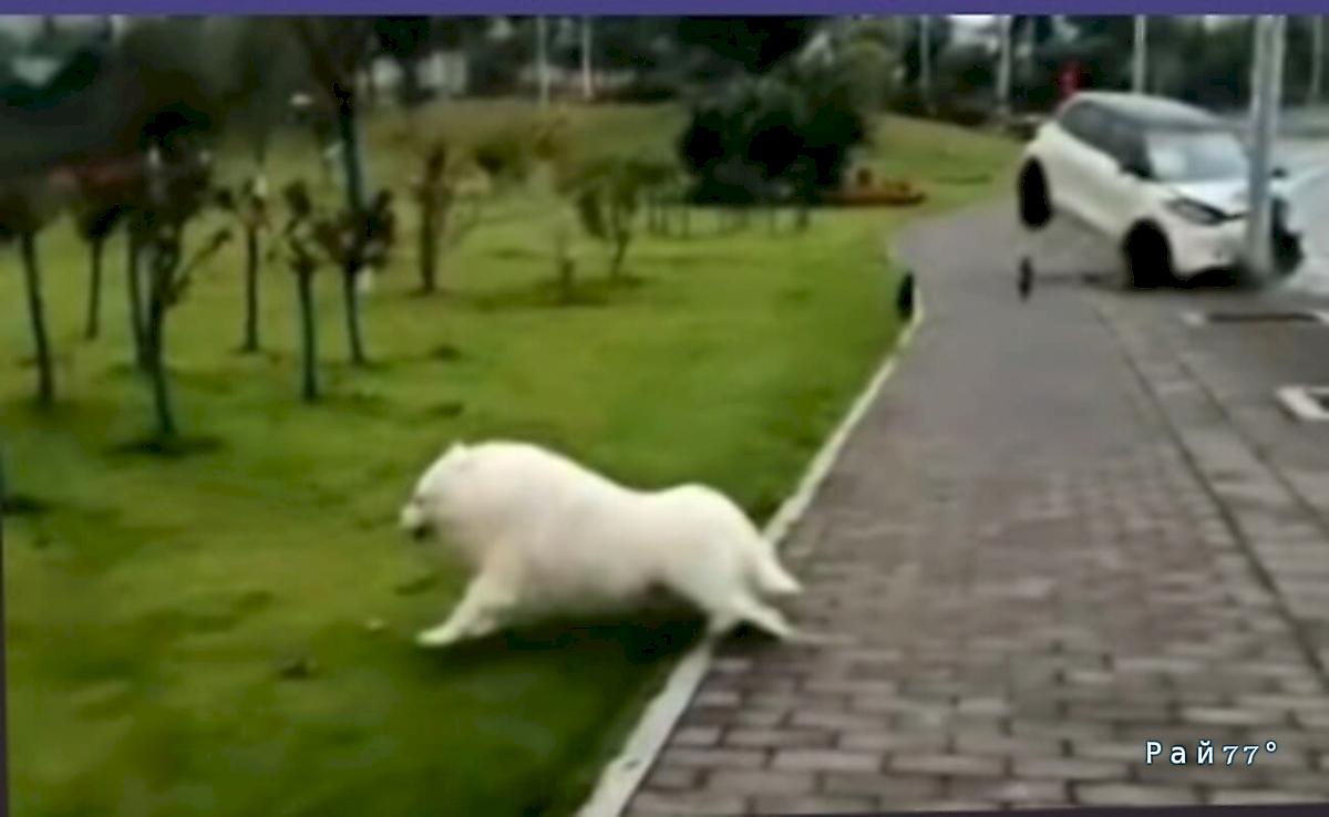 Легковушка врезалась в столб и прервала прогулку китайца с питомцем Легковушка врезалась в столб и прервала прогулку китайца с питомцем