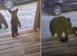 Медведица предостерегла туристов от встречи с любопытным медвежонком
