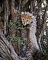 Плодовитая самка гепарда родила семерых детёнышей в заповеднике Масаи-Мара ▶ 3