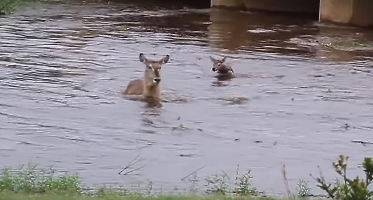 Река разлучила антилопу с детёнышем в ЮАР