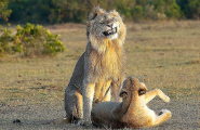 Турист подсмотрел за львом, ухаживающим за своей пассией в Кении 0