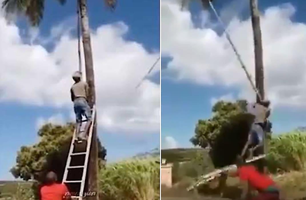 Упавший кокос лишил точки опоры забравшегося на пальму экстремала - видео