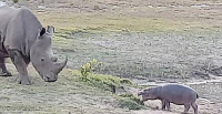 Детёныш бегемота отстоял у носорога свой водоём в ЮАР (Видео) 0