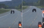 Два медведя устроили разборку посередине автомагистрали в Канаде (Видео)