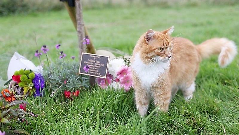 Кошка повадилась утешать родных и близких на похоронах в Британии ▶