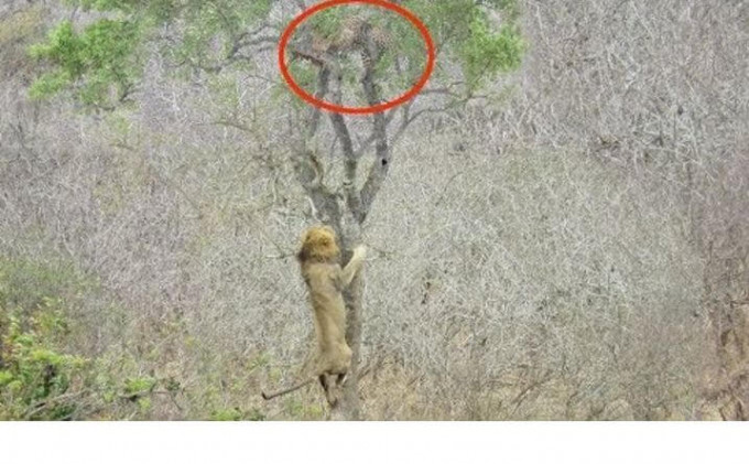 Лев попытался ограбить леопарда, забравшегося с добычей на дерево в африканском заповеднике (Видео)