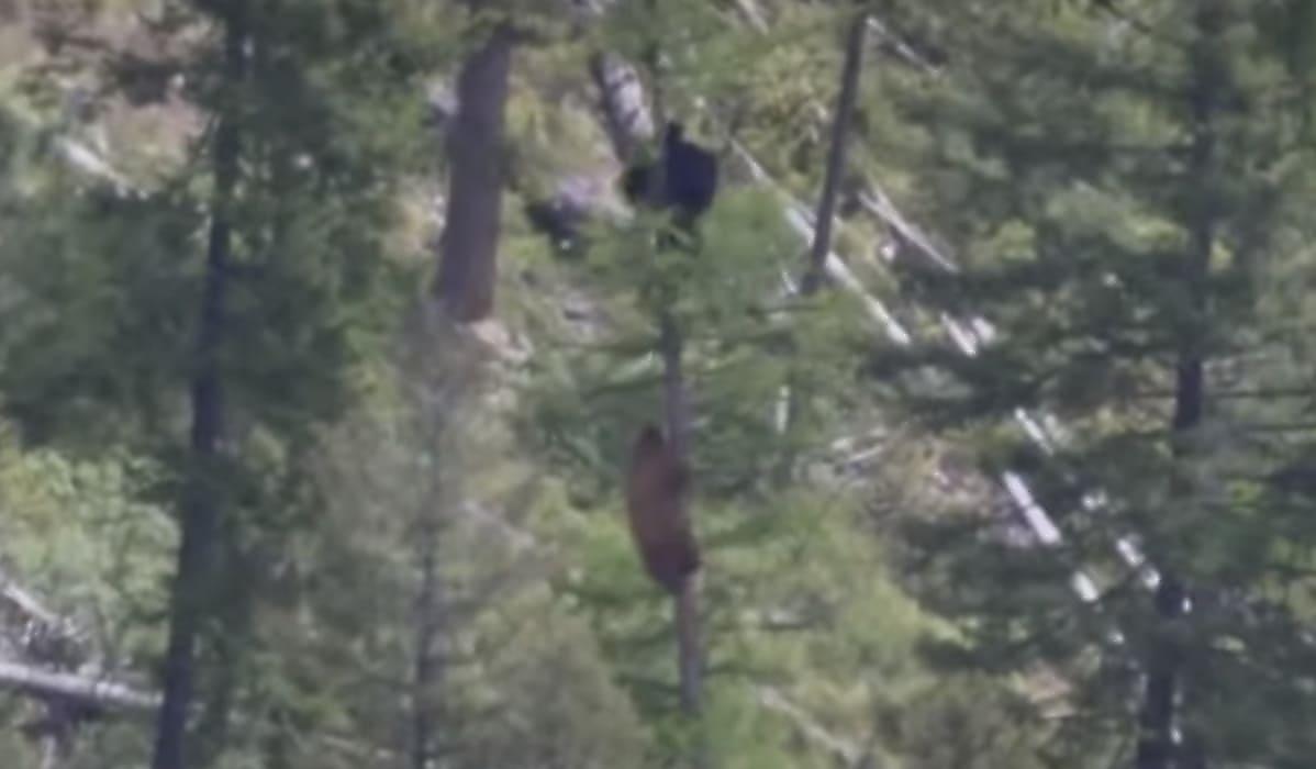 Погоня медведицы за самцом, забравшимся на верхушку дерева, попала на видео в США