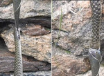 Пойманная змеёй вцепившаяся в другую змею рыба встретилась на пути у индийского туриста - видео