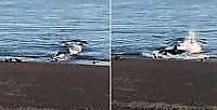 Самка косатки, заплывшая на мелководье, похитила детёныша тюленя - видео