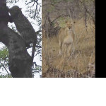 Самка леопарда спрятала детёныша на дереве и засела в кустах, ожидая львицу ▶