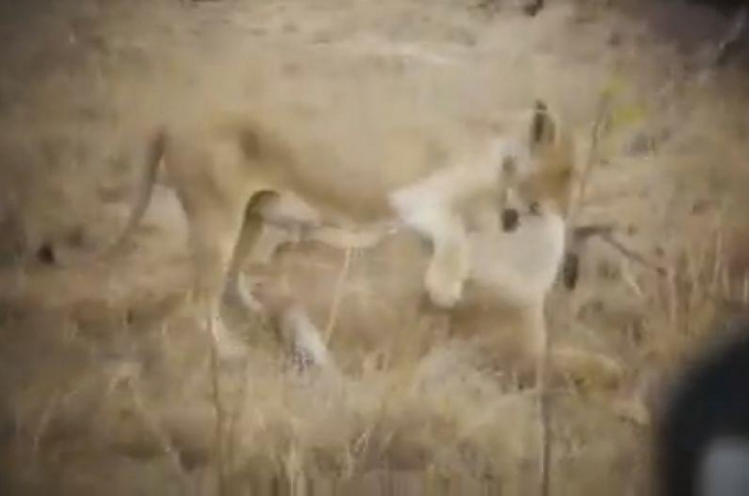 Туристы, засевшие в засаде, запечатлели удачную охоту львицы на антилопу в ЮАР