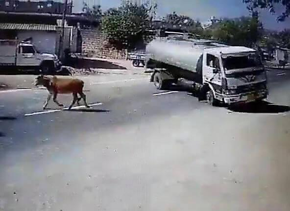 Водитель успел развернуть молоковоз и избежал столкновения с телёнком в Индии ▶