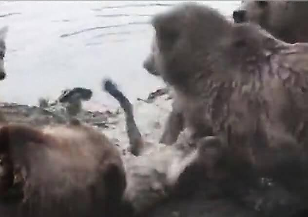 Зоохоррор произошёл в голландском зоопарке - медведи растерзали волчицу на глазах у посетителей