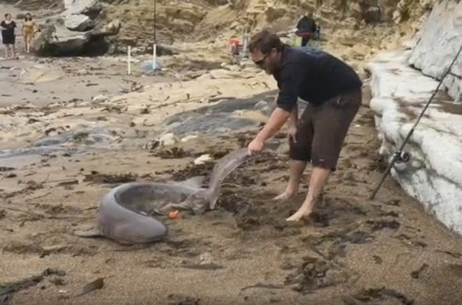 Американец спас акулу, выброшенную на пляж в Калифорнии (Видео)