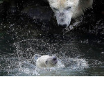 Белая медведица дала первый урок плавания своему детёнышу в берлинском зоопарке ▶