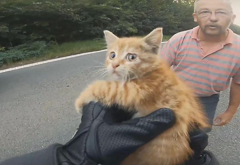Бельгийский байкер спас котёнка, выбежавшего на середину дороги ▶