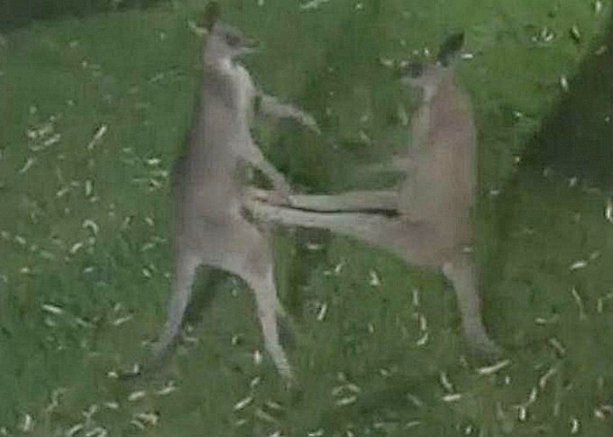 Два кенгуру устроили разборку в огороде частного владения ▶