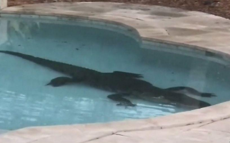 Крокодил оккупировал бассейн в частном владении во Флориде ▶