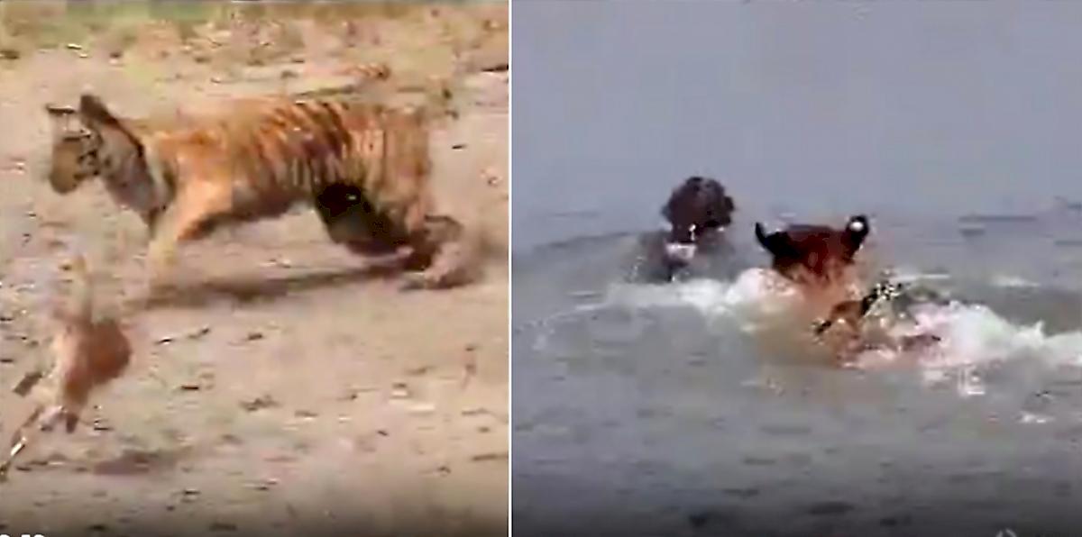 Оленёнок перехитрил коварного тигра и уплыл от него в Индии