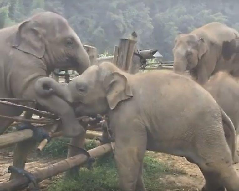 Слонёнок помог старшей сестре перебраться через забор в тайском заповеднике ▶