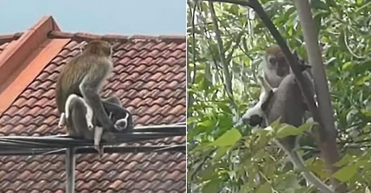 Спасатели спустя три дня освободили щенка, взятого в заложники обезьяной