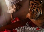 Тигрица, спасаясь от наводнения, забралась в кровать местного жителя в Индии ▶