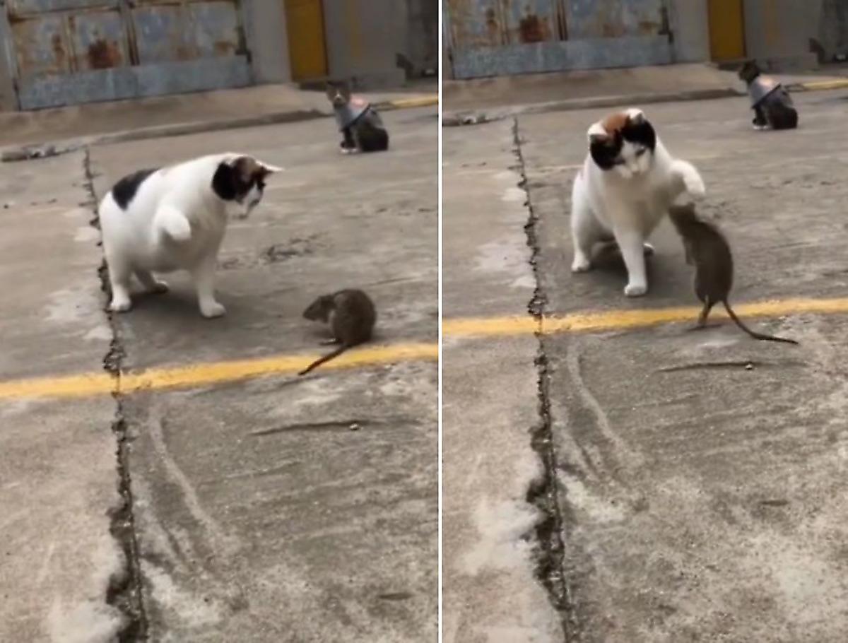 Упитанная кошка устроила «спарринг» с огромной крысой