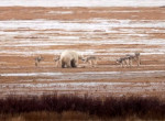 Волчья стая окружила белого медведя у канадского побережья