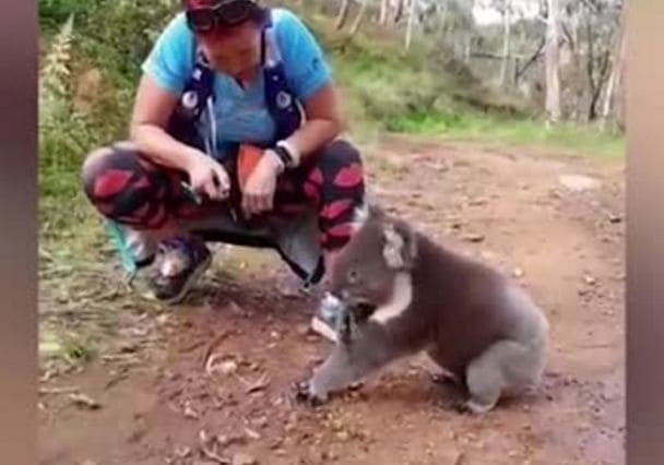 Австралийская бегунья остановилась во время забега, чтобы напоить коалу (Видео)