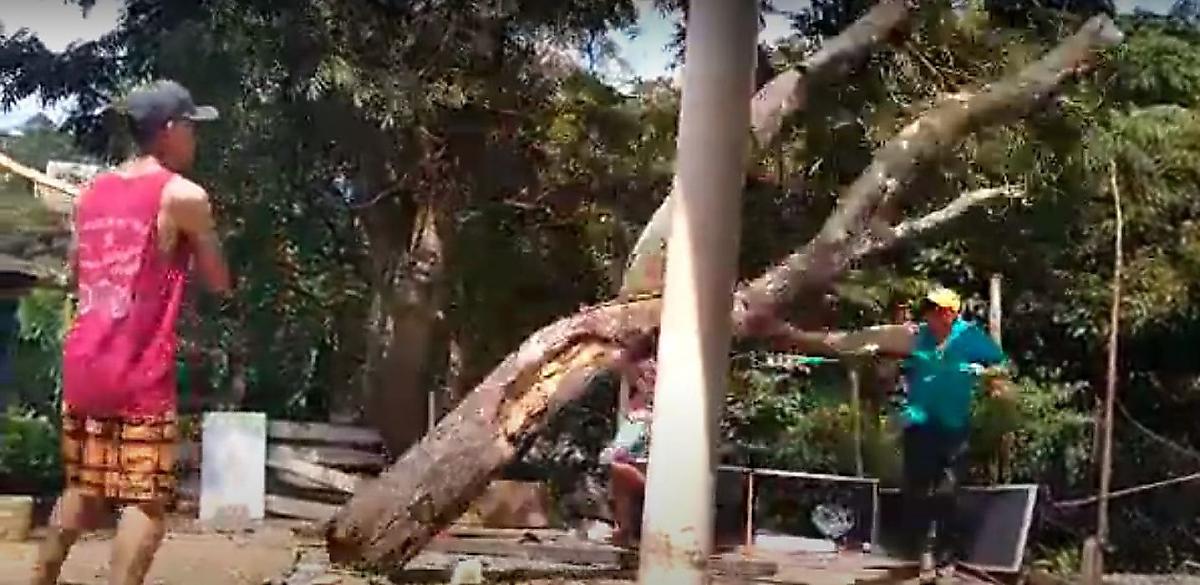 Бразильский дровосек чудом не пострадал и оказался между сучьями падающего дерева