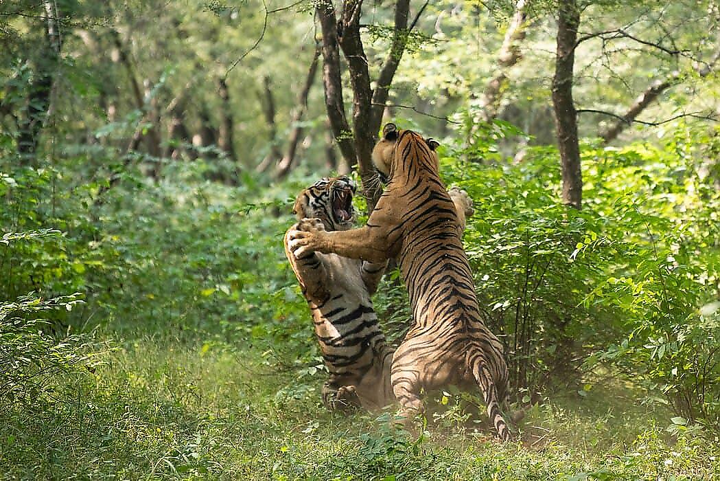 Драка не поделивших территории тигров попала на видео в индийском заповеднике