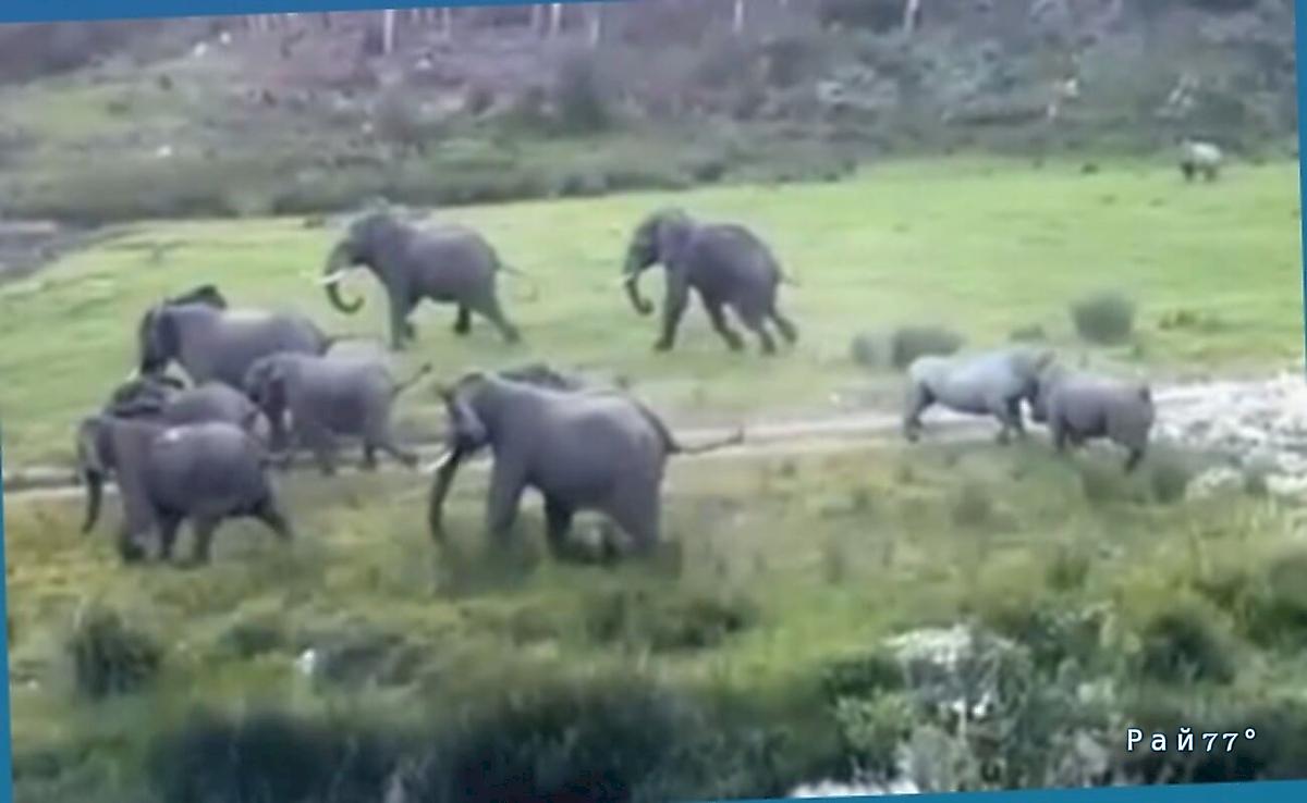 Драка носорогов взбудоражила слонов в африканском заповеднике ▶️