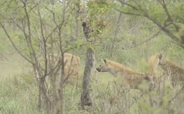 Гиены, буйволы и стервятники вмешались в трапезу двух львиц в африканском парке дикой природы (Видео)