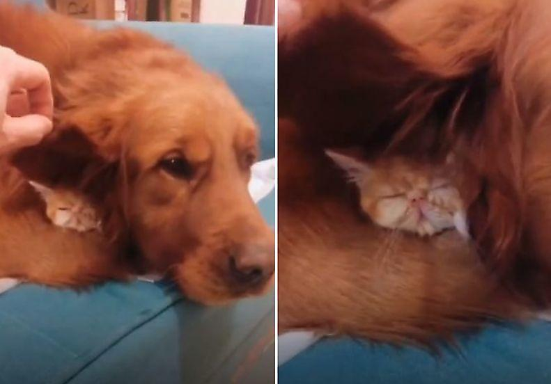 Китаец обнаружил «пропавшего» котёнка спящим под ухом у домашнего пса ▶