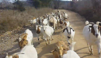 Козы вместе с собакой увязались за бегуном в США (Видео)