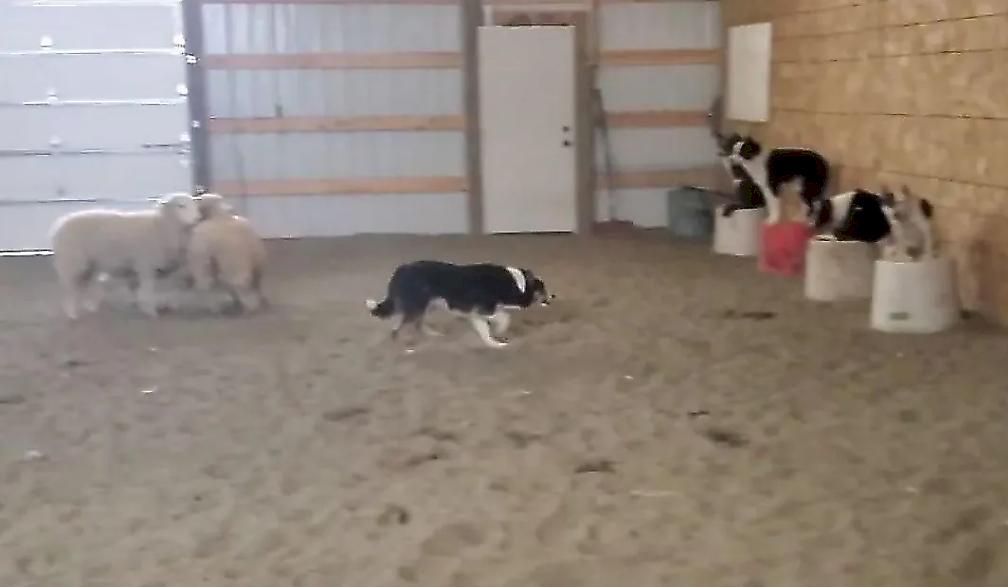 Пастушьи собаки продемонстрировали послушание во время тренировки в амбаре