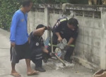 Питон, уползая от собак, застрял в сливной трубе в Тайланде ▶