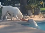 Пёс при помощи жевательной игрушки вытащил свою сестру из бассейна и растрогал сеть - видео