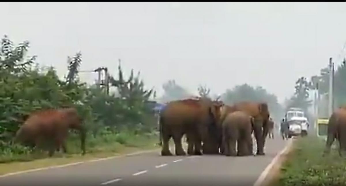 Слоны создали кордон безопасности вокруг детёныша на индийской дороге - видео