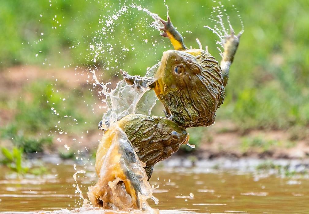 Африканский турист сфотографировал схватку гигантских лягушек-волов