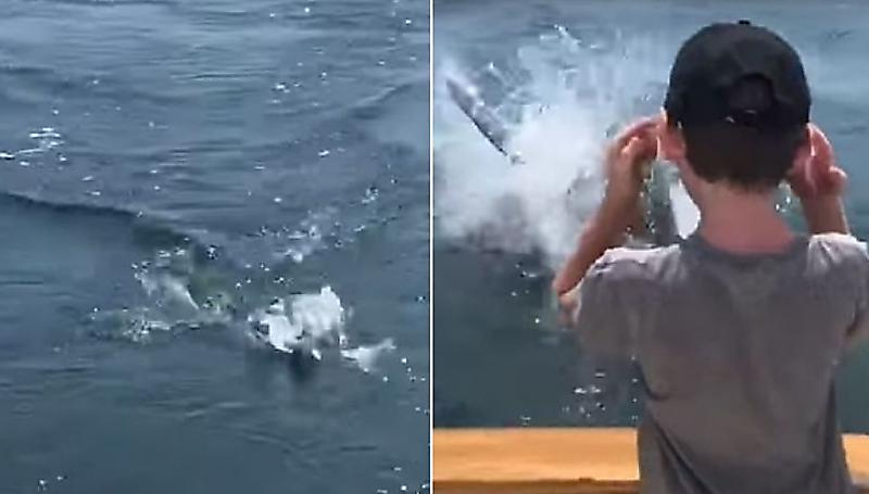 Белая акула в прыжке лишила улова американское семейство ▶