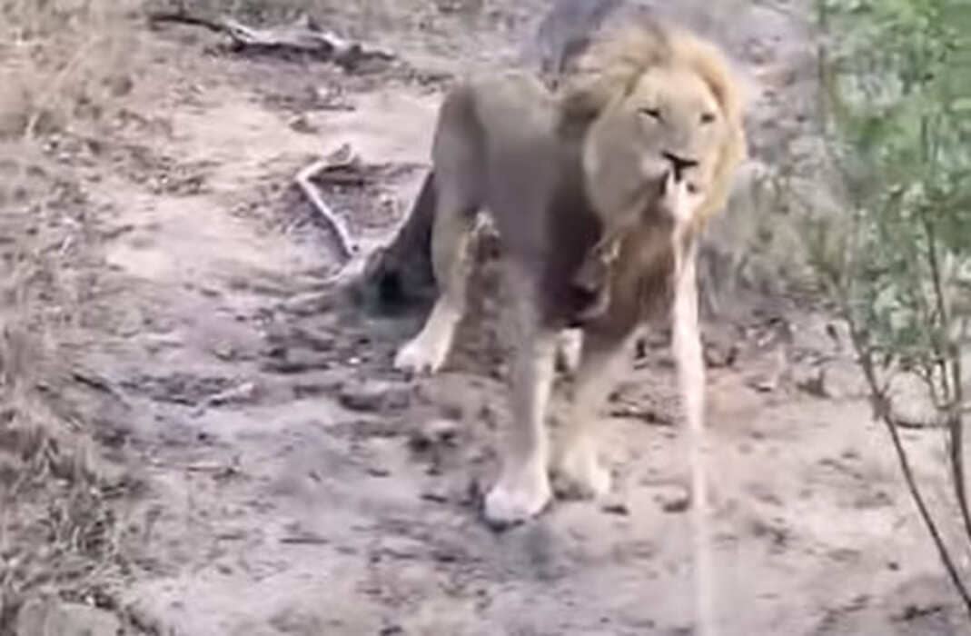 Игривый лев принял участие в «перетягивании каната» и удивил туристов в ЮАР