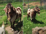 Козёл использовал необычные навыки соблазнения, чтобы добиться взаимности от коз