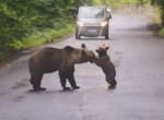 Медвежонок атаковал свою мать посередине румынской дороги ▶