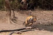 Неудачная охота: тигр устроил засаду на оленей в индийском заповеднике (Видео) 5