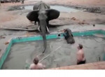 Разгневанная слониха прогнала спасателей, вытаскивающих из бассейна её слонёнка ▶
