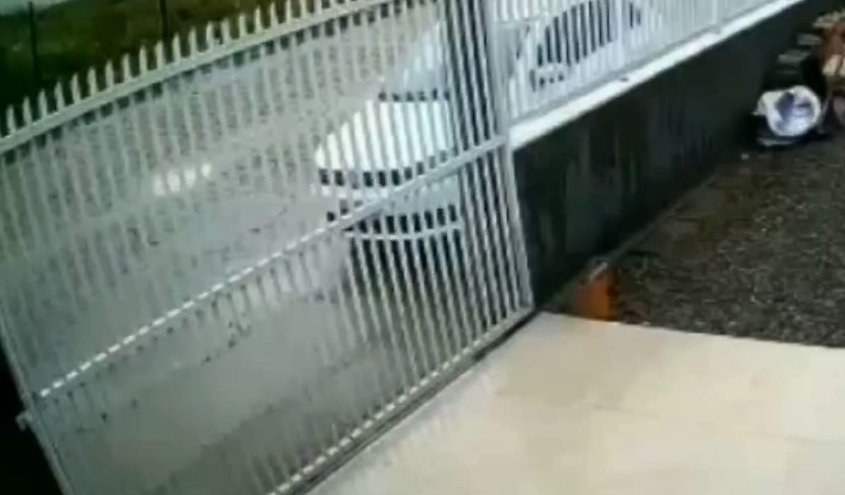 Шустрый пёс неожиданно снёс ворота и удивил сородича и хозяина в Бразилии